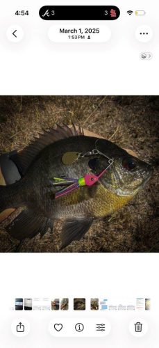 Southern Fishing Company Satilla Spin Lure with Caught Fish Images