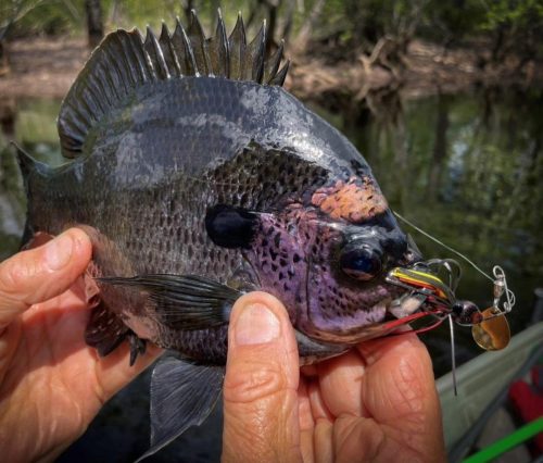 Southern Fishing Company Satilla Spin Lure with Caught Fish Images