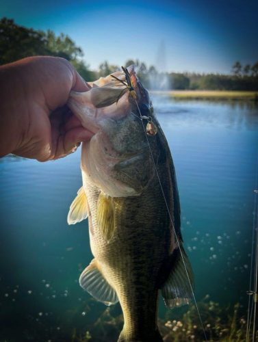 Southern Fishing Company Satilla Spin Lure with Caught Fish Images