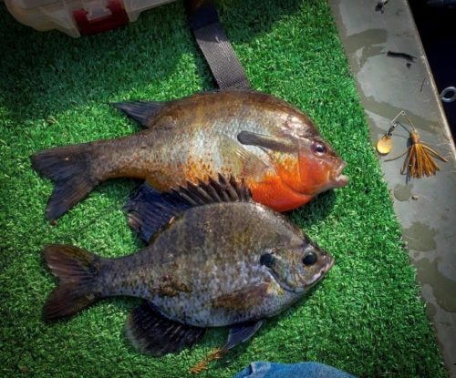 Southern Fishing Company Satilla Spin Lure with Caught Fish Images