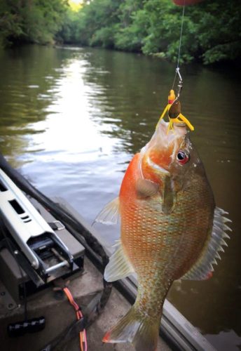 Southern Fishing Company Satilla Spin Lure with Caught Fish Images
