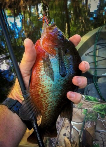 Southern Fishing Company Satilla Spin Lure with Caught Fish Images