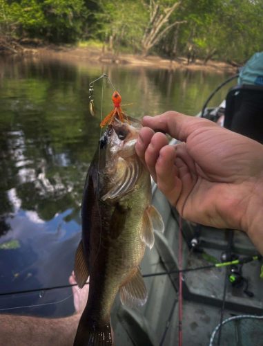 Southern Fishing Company Satilla Spin Lure with Caught Fish Images