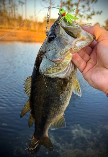 Southern Fishing Company Satilla Spin Lure with Caught Fish Images