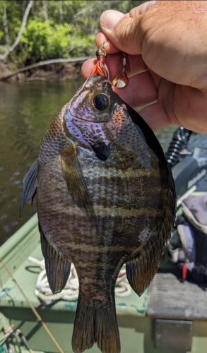 Southern Fishing Company Satilla Spin Lure with Caught Fish Images
