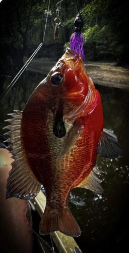 Southern Fishing Company Satilla Spin Lure with Caught Fish Images