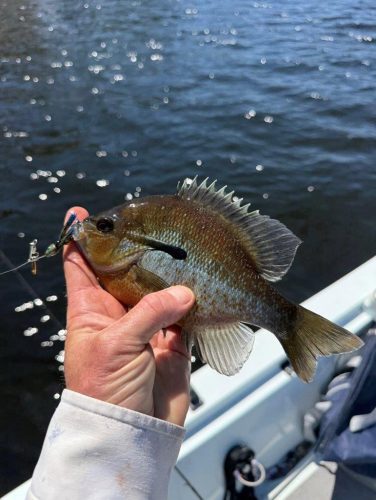 Southern Fishing Company Satilla Spin Lure with Caught Fish Images