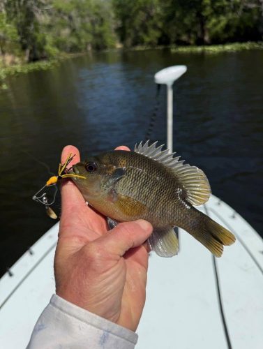 Southern Fishing Company Satilla Spin Lure with Caught Fish Images