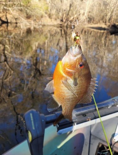 Southern Fishing Company Satilla Spin Lure with Caught Fish Images