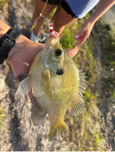 Southern Fishing Company Satilla Spin Lure with Caught Fish Images