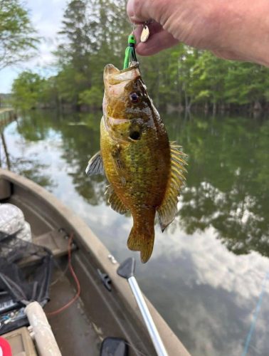 Southern Fishing Company Satilla Spin Lure with Caught Fish Images