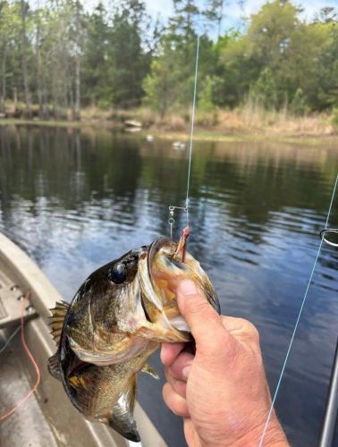 Southern Fishing Company Satilla Spin Lure with Caught Fish Images