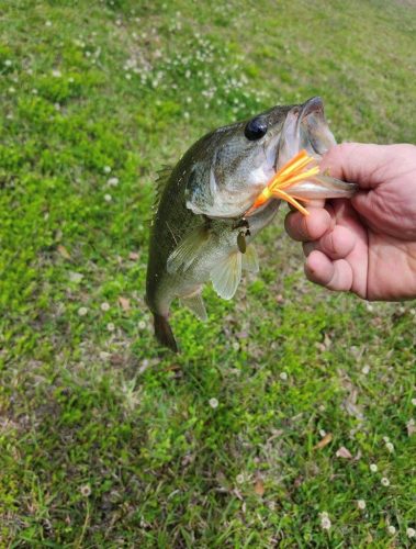 Southern Fishing Company Satilla Spin Lure with Caught Fish Images