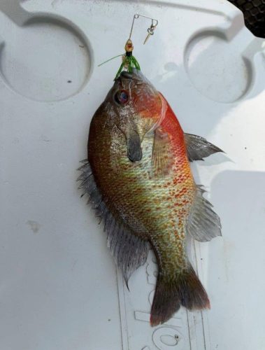 Southern Fishing Company Satilla Spin Lure with Caught Fish Images