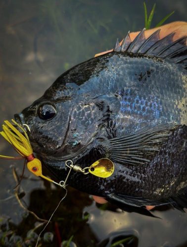Southern Fishing Company Satilla Spin Lure with Caught Fish Images